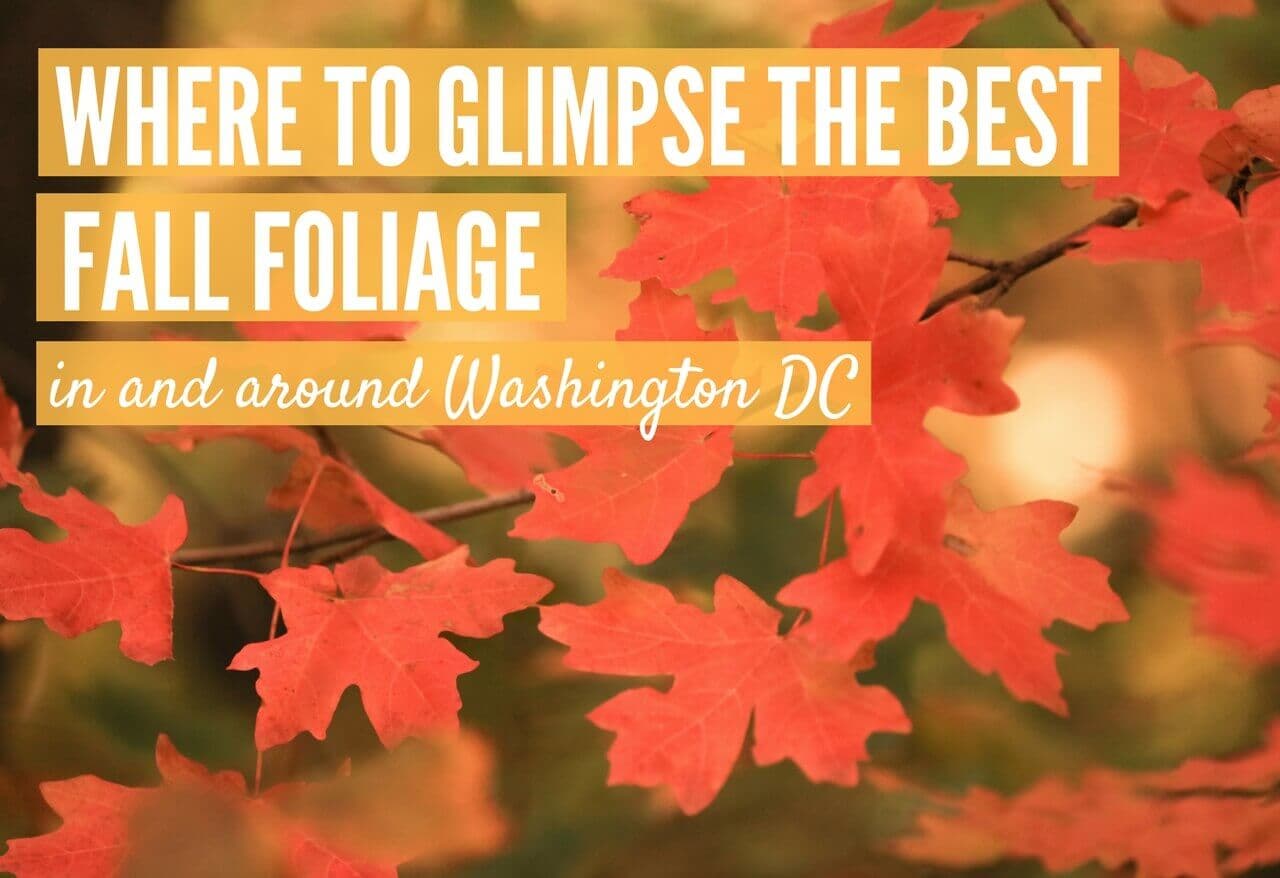 Where to Glimpse the Best Fall Foliage in and Around Washington DC