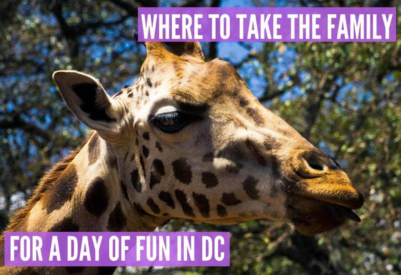 Where to Take the Family for a Day of Fun in DC