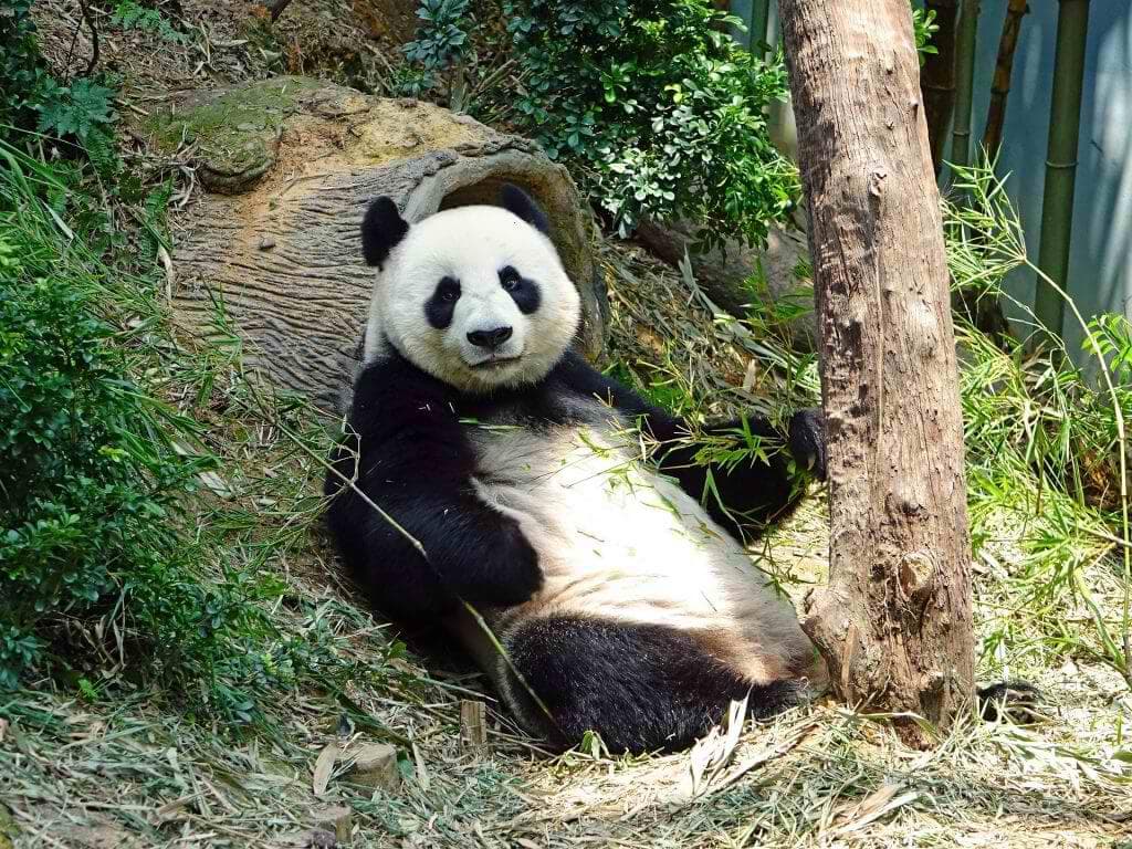 national-zoo-1024x768-1
