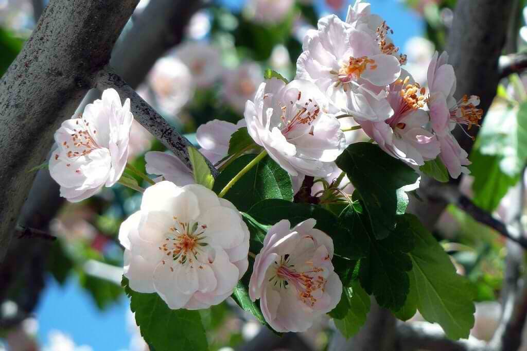 us-botanic-gardens-1024x682-1